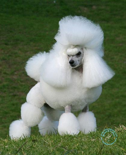 Poodle Miniature 9Y212D-071.JPG